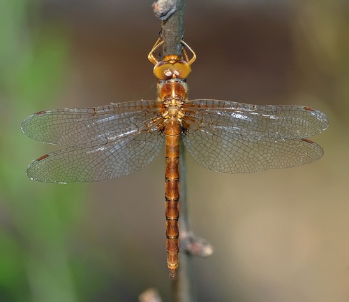 Male
2008_06_15_Rabun